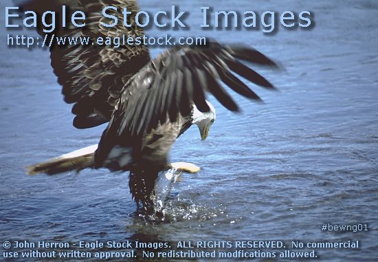 #BEWNG01 - bald eagle in blue water bay fishing for eels.  Beautiful photo.